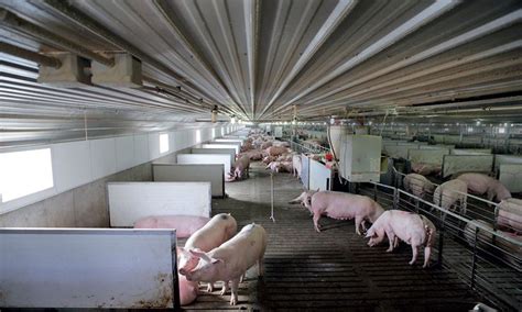 Building a Better Pigpen | Pig farming, Modern farmer, Pig