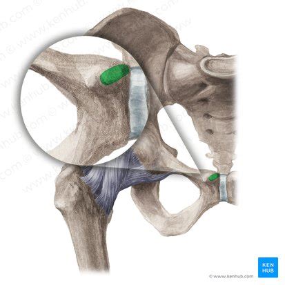 Pubis: anatomy and function | Kenhub