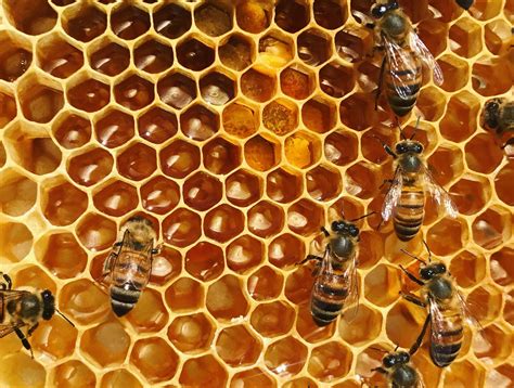 Beeswax Absolute (Apis Mellifera) – Natural Alchemy