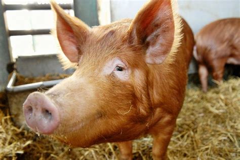 Urban Farming for Beginners | Pig breeds, Pig farming, Heritage breeds