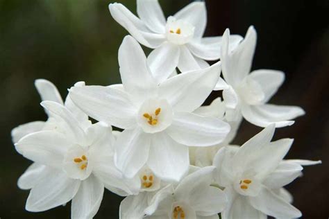 Narcissus 'Paperwhite Ziva' - BBC Gardeners World Magazine