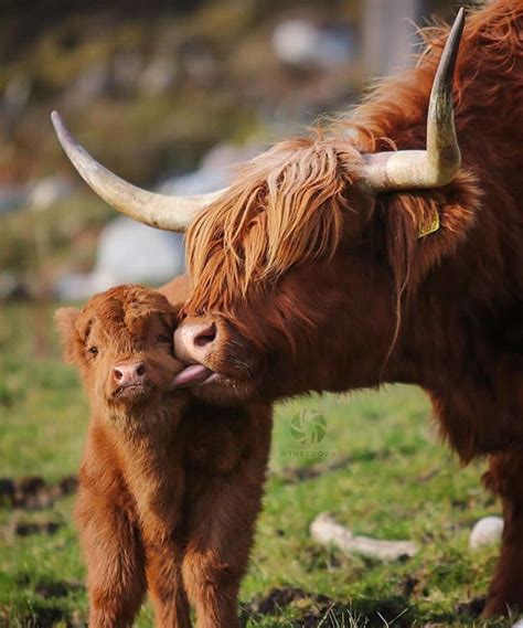 The Globe Wanderer (@theglobewanderer) on Instagram: “Highland calf and ...