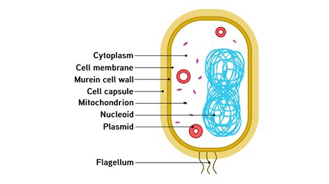 Draw a labelled diagram of a bacterial cell.