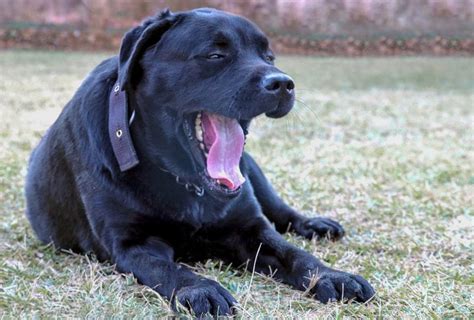 Black Lab Golden Retriever Mix - Your Complete Breed Guide To The Black ...