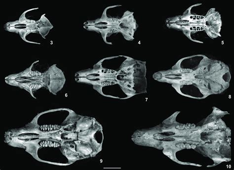 Ventral views of rodent skulls recovered from Barn Owl pellets: (3 ...