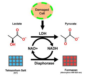 SRB Cytotoxicity Assay Kit, Colorimetric - Cepham Life Sciences ...