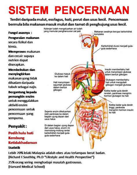 The Altruist: Gambar Untuk Sistem Pencernaan