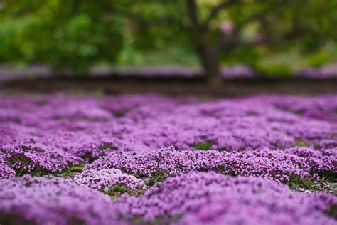 10 Edible Ground Cover Plants for Backyards and Gardens