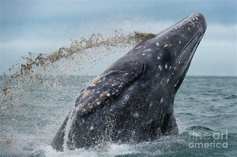 Grey Whale Breaching Photograph by Christopher Swann/science Photo ...