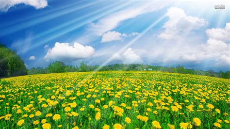 Dandelion Field wallpaper | 1920x1080 | #29872