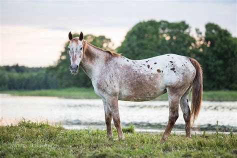 chestnut spotted blanket varnish roan | Appaloosa horses, Beautiful ...