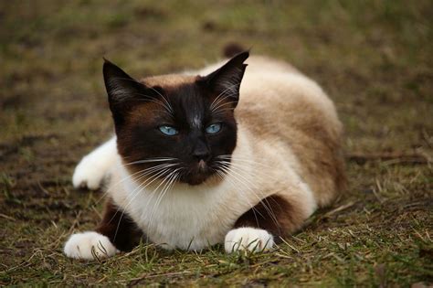 Traditional Siamese Cat: Personality, Care And Training