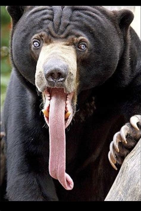 a black bear with its tongue hanging out