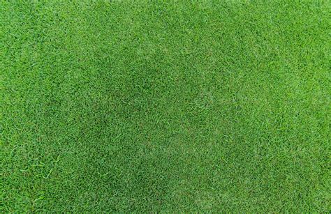 Green grass texture background. Golf course grass. Top view of green ...