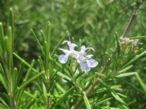 How To Grow Rosemary