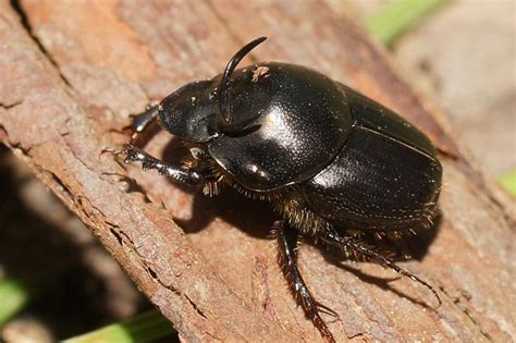 Is African black beetle a suspect in your crop investigations? – Cesar ...