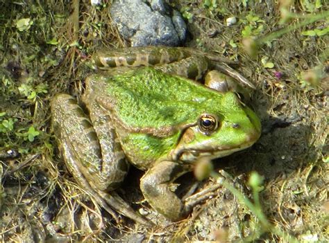 Marsh Frog | westbere sept 2012 | pat langston | Flickr