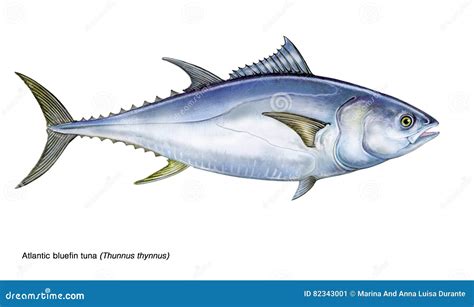 Bluefin Tuna Thunnus Thynnus Stock Illustration - Illustration of ...