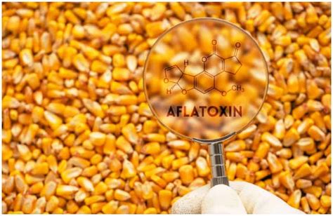 What is Aflatoxin? - Symptoms and Health Risks - Your Health Remedy