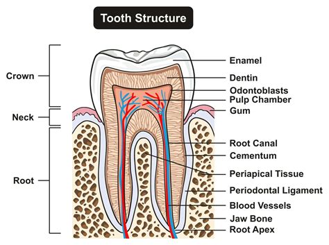 What's Inside Your Teeth? | Acorn Dentistry For Kids