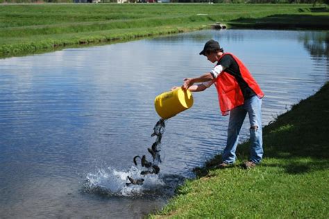 stocking your own pond with fish. | Farmhouse "General" Homesteading ...