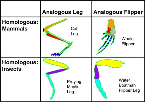 The Ear: Evolved or Designed? - Part 1 | TASC