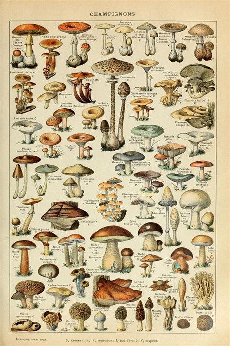 Botanical Educational Poster Mushrooms Champignons Identification ...