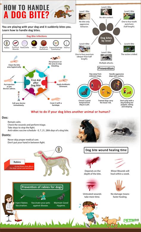 Dog Bite - Treatment And Preventing Injuries - Petmoo