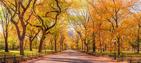 Central Park Fall Foliage 2024 - Eadith Kynthia