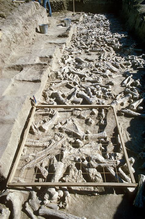 Paleo-Indian Excavation - Stock Image - C001/5447 - Science Photo Library