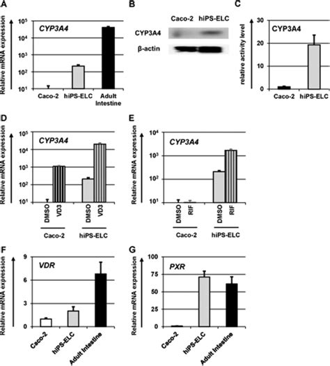 CYP3A4 expression level and induction potency in the human iPS-derived ...