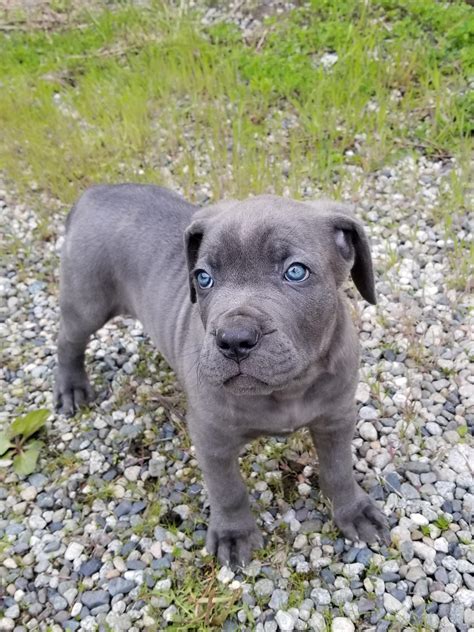 Our blue Cane Corso puppy Bane steals hearts. : r/aww