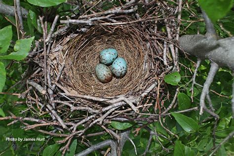 Northern Mockingbird | State of Tennessee, Wildlife Resources Agency