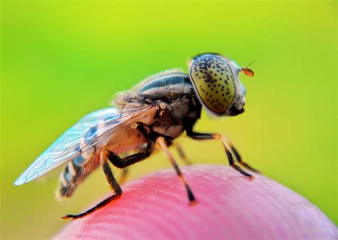 Wonderful Capture Macro Photography of Insect Using Smartphone ...