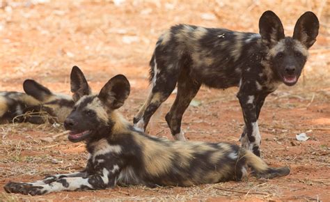 Why Is The Madikwe Such A Success Story? - Southern Destinations