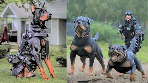 Are Rottweilers Used As Police Dogs