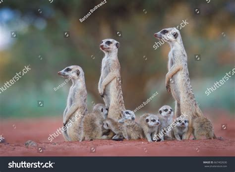 13,352 Meerkat family Images, Stock Photos & Vectors | Shutterstock