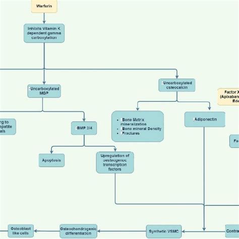 Summary figure showing mechanism and implication of warfarin and direct ...