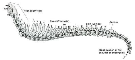 Canine Cervical Vertebrae