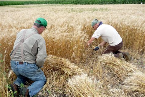 Alternative Roots Farm: Wheat Harvest Update