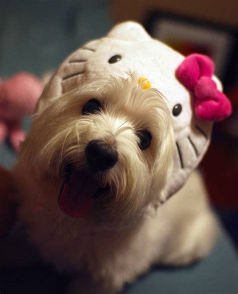 Chunkylicious ♥ Kawaii crafts ♥: Hello Kitty dogs...