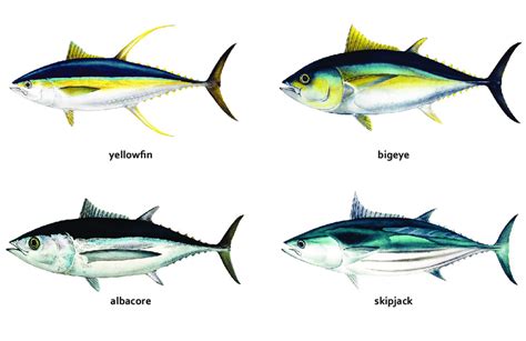 The four main tuna species in the tropical and subtropical waters of ...