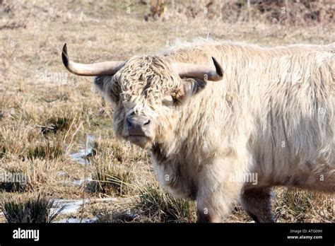 Scotland highland cattle Stock Photo - Alamy