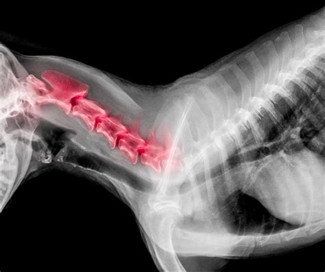 X-ray film of dog lateral view with red highlight in neck bone pain ...