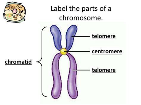 Label The Parts Of A Chromosome