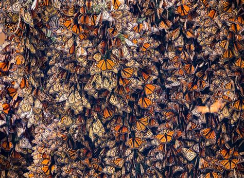 How to See the Monarch Butterfly Migration in Mexico