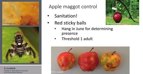 Apple maggot control