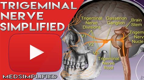 Trigeminal Nerve Anatomy