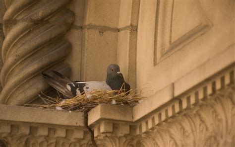 The Life Cycle of Pigeons | Fantastic Pest Control