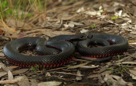 Red-bellied Black Snake - The Australian Museum